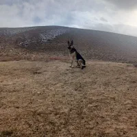 سگ ژرمن