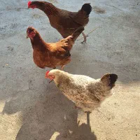 فروش مرغ و خروس