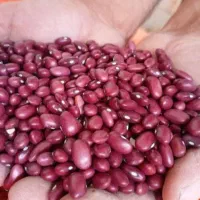 لوبیا قرمز زنجان درجه یک