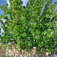 باغچه دست اول آب برق ۶۰۰ متر قره گوز ایل