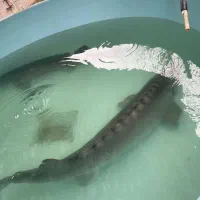 نیروی کار پرورش ماهی