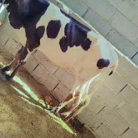 گوساله ماده چاغ