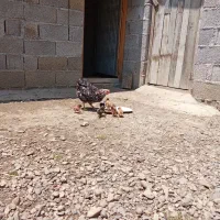 مرغ و جوجه