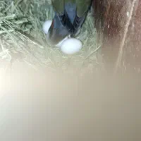 جفت کوتوله کارداده