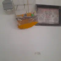 دوتا مرغ عشق