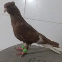کبوتر دم سفید