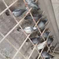 کبوتر پلاکی