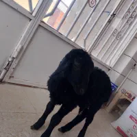 بره نر