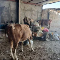 گوساله ماده فروشی