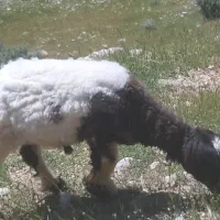 یک راس کوه نرمیشی کری