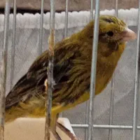 قناری سهره مرغ عشق گلبسر