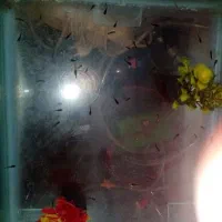 بچه ماهی مولی پاندا و دمشمشیری 1 ماهه