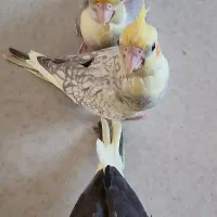 عروس هلندی سرلاکی و دانخور