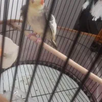 طوطی عروس نر سخنگو ۱۱کلمه حرف میزنه