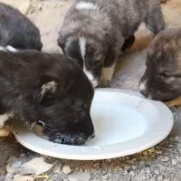 سگ توله نر افغان خراسان نژاد درشت