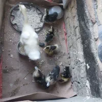 ۶عدد اردک اسرائیلی و یک جوجه قوغاز سفید