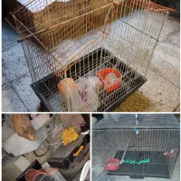 فروش|جاروبرقی، جارو شارژی، بخارشو|قم, زنبیل آباد|دیوار