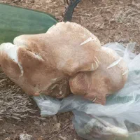 قارچ کوهی