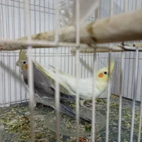 یک جفت عروس هلندی ۷ ماه