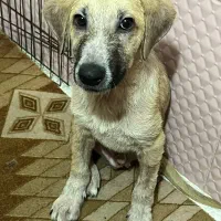 واگذاری نیاز به سرپرست مهربون