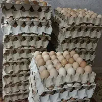 تخم مرغ بومی گلپایگانی