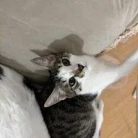 واگذاری گربه نر