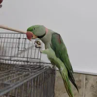 جفت شاه طوطی مولد سخنگو نابغه