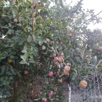 1500-باغ-مثمر-باآب-مدار-سر-دونبش-ملکی-گلبهار