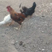 خروس گلین چهل تاج
