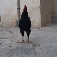 مرغ هرروز تخم میگذاره و خروس مشکی نژاد دار