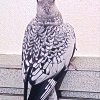 آلبینو دوکت و ایزابل اصیل