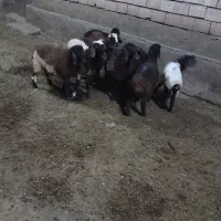 راس بره  ماده بالای ۲۵کیلو