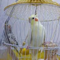 1جفت عروس هلندی لوتینو نروماده