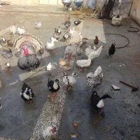 مرغ و خروس گلین و اردک