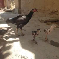 مرغ و خروس لاری