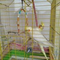 عروس هلندی