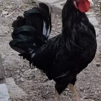 خروس