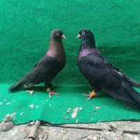 فروش چند جفت کبوتر جفتکنی در حد مایه کبوتر