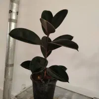 فیکوس بلک