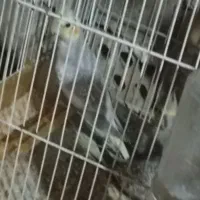 پرنده