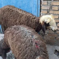 بره ماده