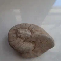 فسیل حلزون خیلی زیبا
