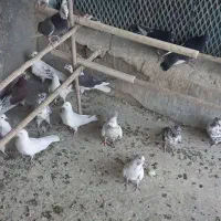 کبوتر|پرنده|کهریزک, |دیوار
