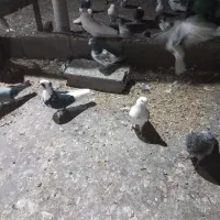 کبوتر‌پرشی