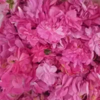 گل محمدی برای فردا