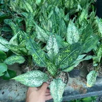 فروش گل آگلونماسفید تک و عمده