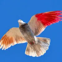 کبوتران دکتر حسینی