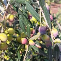 روغن زیتون ( تولیدی ) فقط عمده