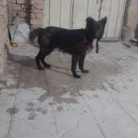 ژرمن بلک
