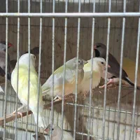 انواع فنچ گلدین وزبرا
